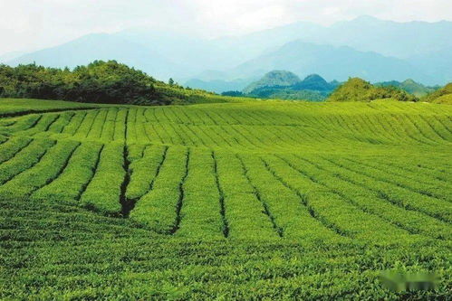 梵凈茶香天下，江口抹茶飄香世界——農副產品銷售的嶄新篇章