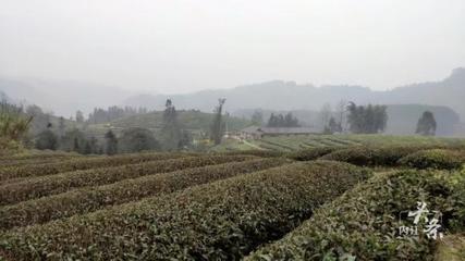 內江威遠萬畝茶園吐新芽 茶農采茶迎豐收，農副產品銷售新篇章