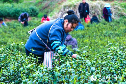 河南光山 綠葉子變“金葉子”，茶葉種植鋪就致富路