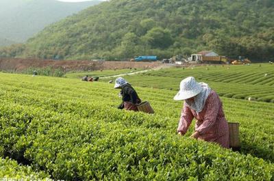 草根“茶人”羅平琴 茶山種出致富夢(mèng)，年入40萬的創(chuàng)業(yè)心路