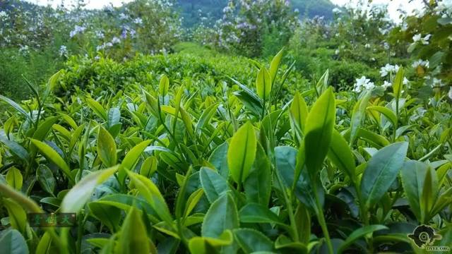 清遠(yuǎn)擎畫茶業(yè)藍(lán)圖 英德紅茶劍指“中國紅茶第一品牌”，百萬畝產(chǎn)區(qū)蓄勢(shì)待發(fā)