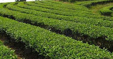 茶樹種植方法及移栽后管理指南