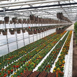 無土栽培與植物工廠化 未來農(nóng)業(yè)的革命與銷售潛力