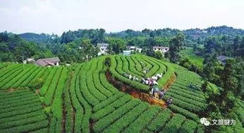 來犍為開啟一場“三好”茶之旅 好看、好玩、好吃